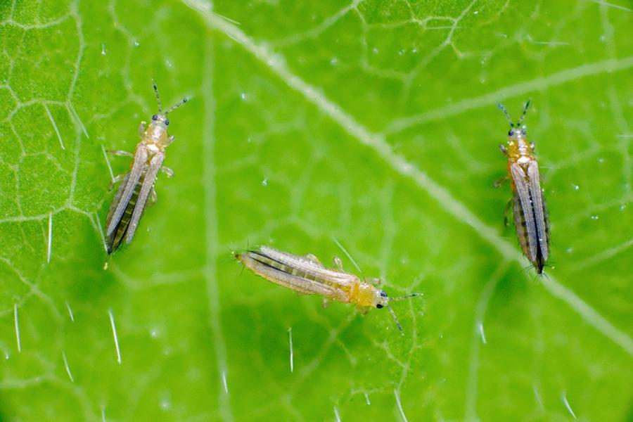 Three thrips on a green leaf. The thrips are small, slender insects with elongated bodies and fringed wings. They are pale yellow to light brown in color, with distinctive dark stripes running along their bodies. The leaf's surface is visible with fine veins and small hairs, providing a textured background.