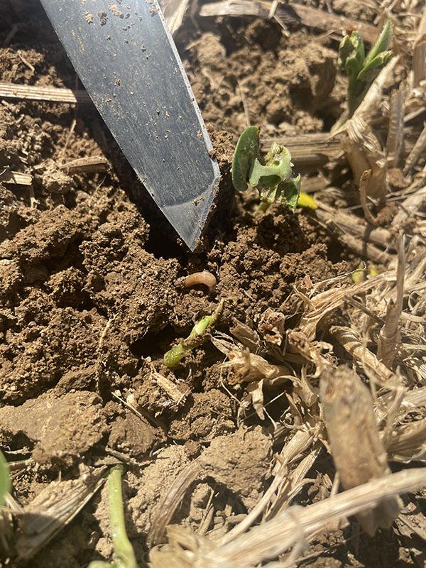 A grey garden slug in a field setting. The slug is small, brownish-grey, and moist, positioned on soil amid dried plant debris and emerging green seedlings. A metal blade, is visible in the foreground, pointing towards the slug.