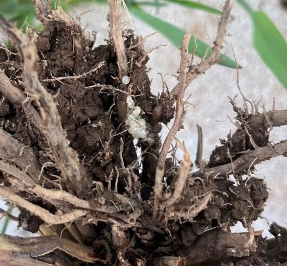 A cluster of slug eggs nestled among the roots of an uprooted plant. The eggs are small, round, and translucent, with a whitish appearance. They are surrounded by soil and the tangled, dry roots of the plant. The background includes a blurred view of green foliage.