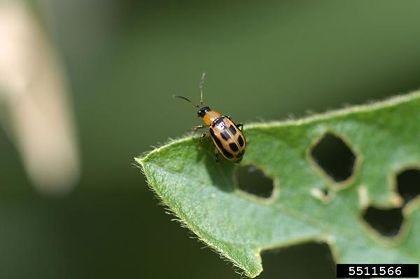 The image shows a Bean leaf beetle perched on the edge of a green leaf. The beetle is small, with a light orange body featuring distinctive black stripes running longitudinally along its back. Its head is black, and it has long antennae. The leaf shows signs of damage, with several holes indicating feeding activity. The background is blurred, highlighting the beetle and the leaf in the foreground. The image is labeled with the identification number 5511566 at the bottom right corner.