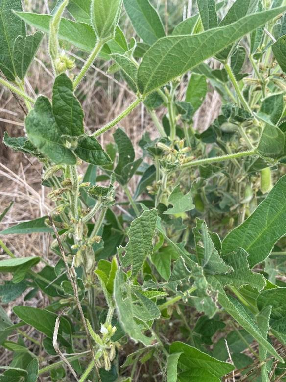 The image shows a soybean plant with green leaves and stems. The plant appears to be in a natural setting, with some dry grass visible in the background. The leaves of the soybean plant exhibit signs of damage, with irregular holes and jagged edges, caused by grasshopper feeding.