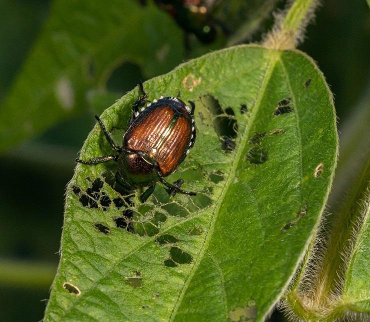 A Japanese Beetle on a green leaf. The beetle is characterized by its metallic green body and copper-brown wing covers. It is feeding on a soybean leaf, which shows significant damage with numerous holes and a lace-like appearance due to the beetle's feeding habits. The background is blurred, drawing focus to the beetle and the damaged leaf in the foreground. Japanese Beetles are known pests that cause extensive damage to a wide variety of plants by skeletonizing the foliage.