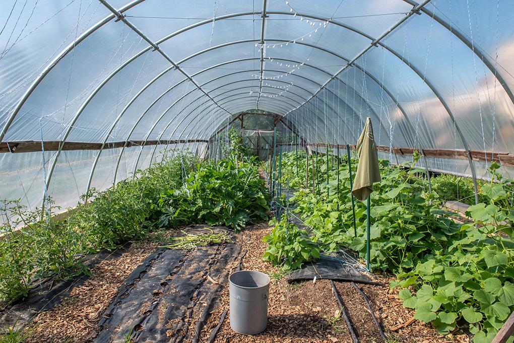 Interior of a greenhouse with clear plastic covering, lush green plants growing along the sides, a dirt path in the center, and a bucket on the ground.