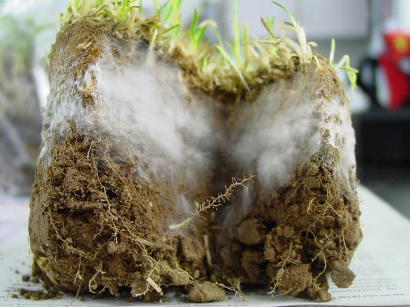 Frosty-looking white mycelium growth in soil just below the surface in a cross-section of a clump of turfgrass.