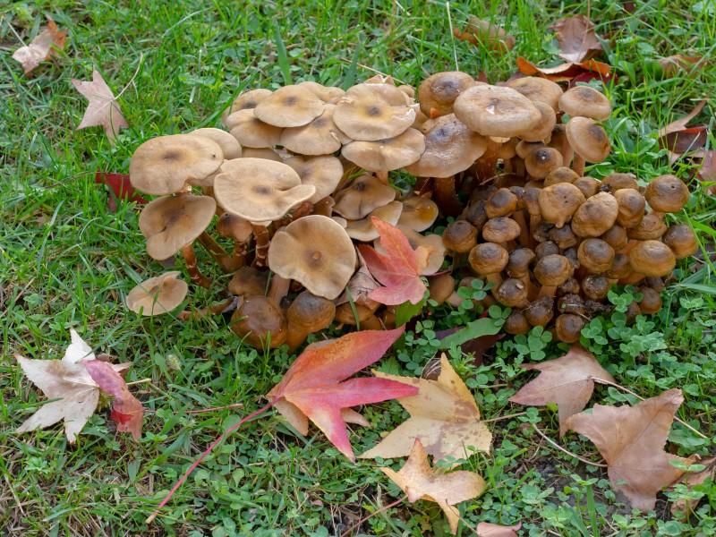 A dense cluster of honey-brown mushrooms growing in a lawn.