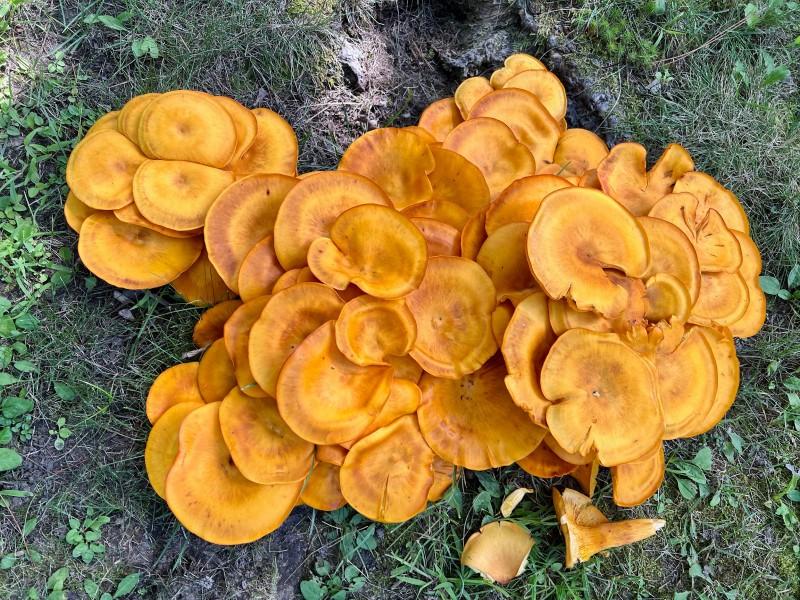 A dense cluster of flat-topped orange mushrooms growing on sparsely-vegetated ground.
