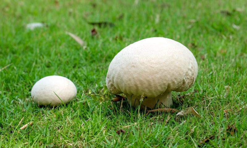 Two rounded white puffball mushrooms growing in a lawn.