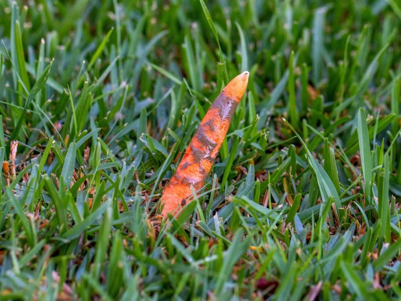 A single slender orange mushroom partially coated in gooey brown residue, growing in a lawn.