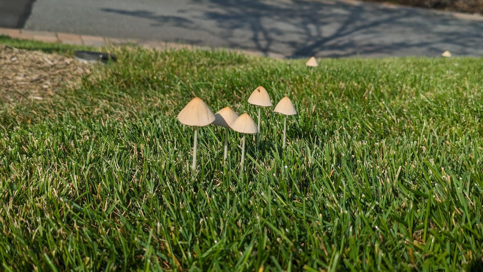 A cluster of parasol-shaped mushrooms growing in a lawn.