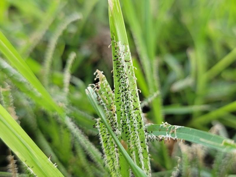 Withering clusters of dark-colored, tiny, white-stalked growths covering turfgrass blades.