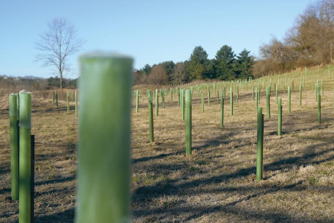 Some of the 15,000 trees and shrubs planted on the golf course turned into a community space. Photo: Alliance for the Chesapeake Bay 