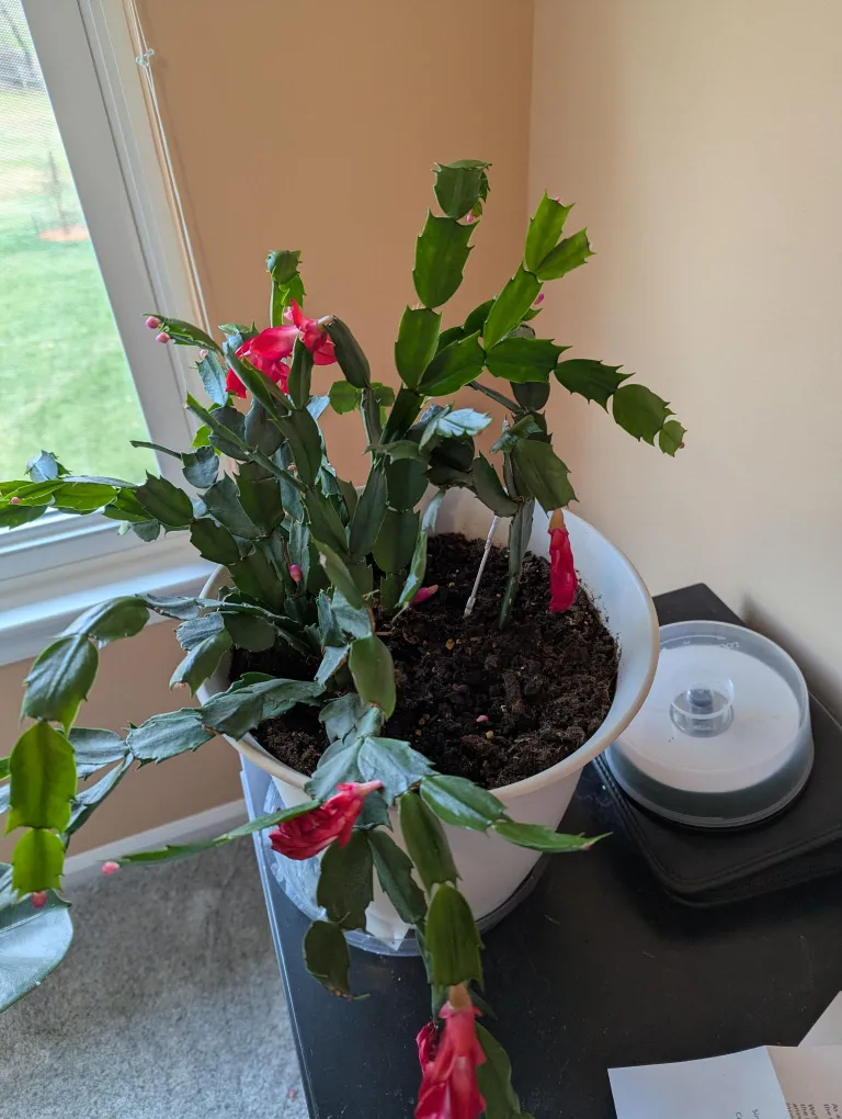 A Christmas cactus with red flowers.