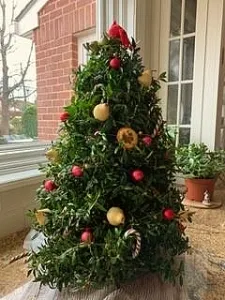 A small Christmas tree constructed with boxwood cuttings and adorned with ornaments.