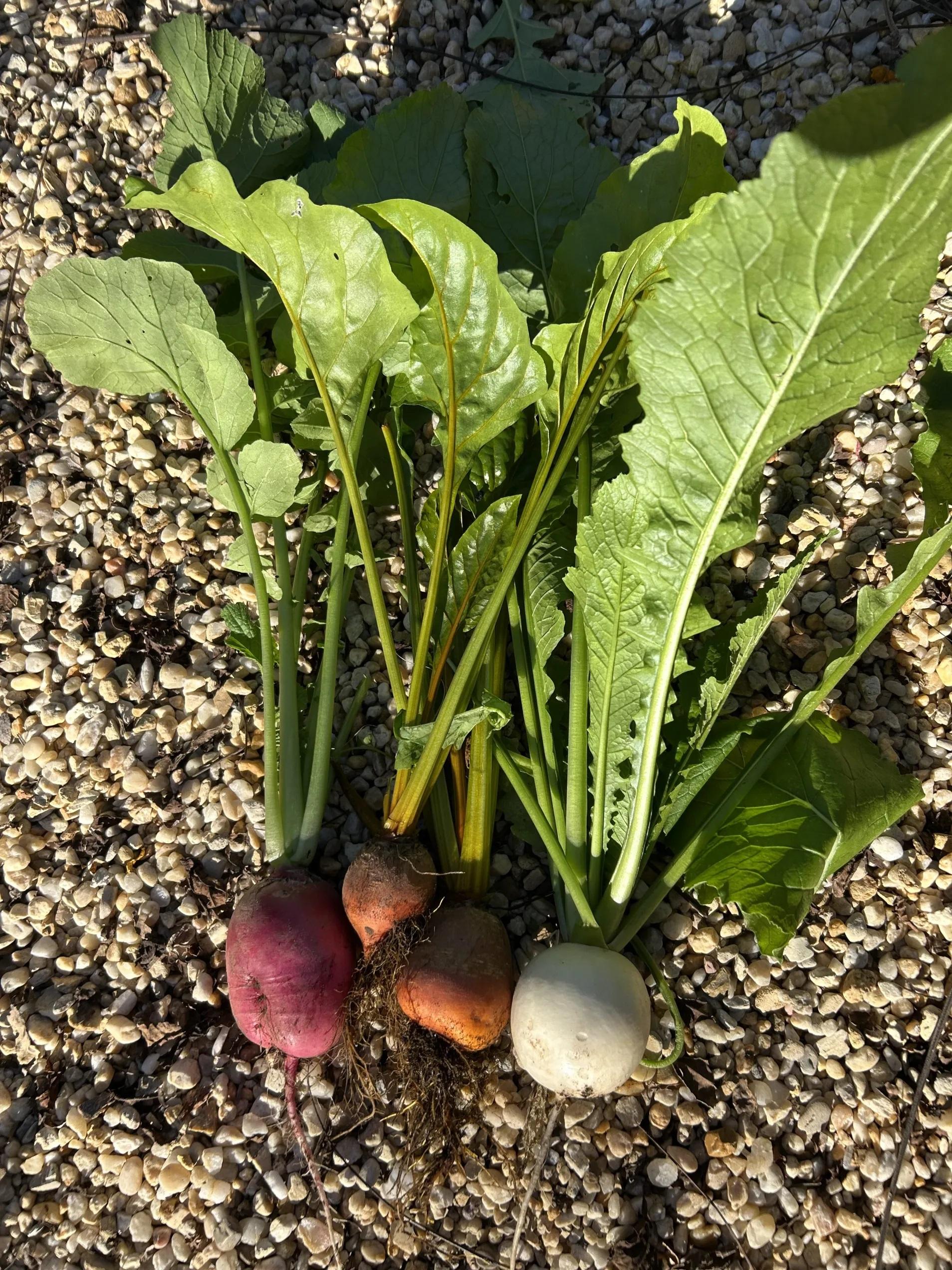 A radish, golden beets, and a white turnip. The plants have been pulled from the soil showing all the green top growth and the mature storage roots.