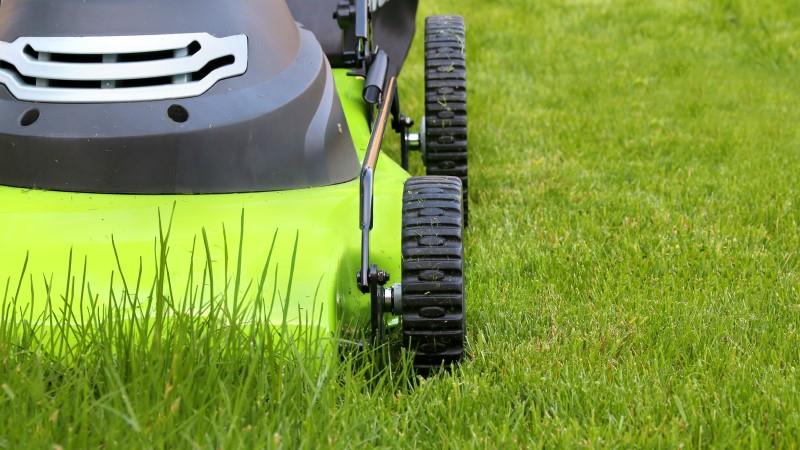 Electric lawn mower cutting turfgrass.