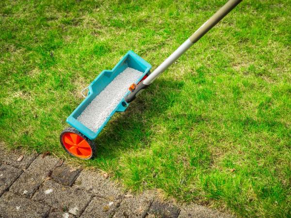 Walk-behind long-handled drop spreader. Fertilizer fills the basin and drops in measured amounts onto the lawn below.