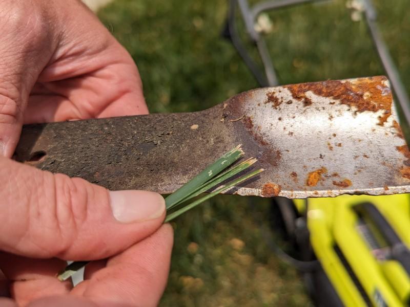 Mown grass blades with frayed brown tips held on top of a removed mower blade that is rusted, pitted, and dull.