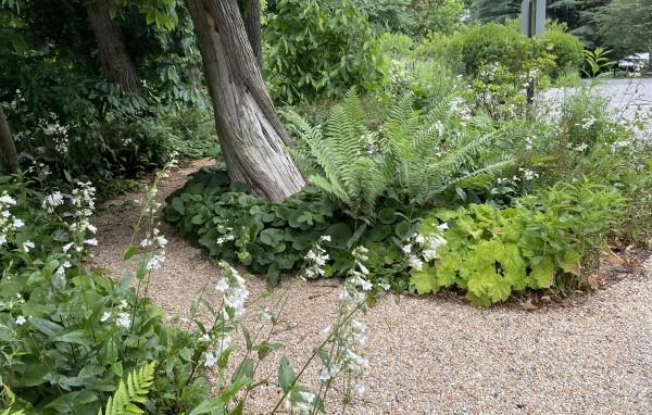 A groundcover planting along a path and under a shade tree consisting of a mix of native perennials.