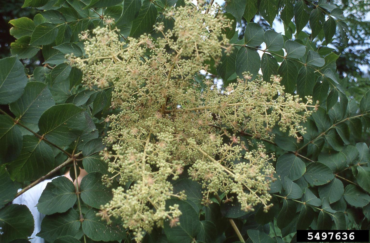 Japanese angelica tree flowers. Photo by T. Davis Sydnor, The Ohio State University, Bugwood.org.