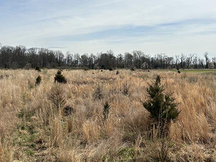 Several short cedar trees populate an otherwise grassy landscape. A row of tall trees serves as the photo background.