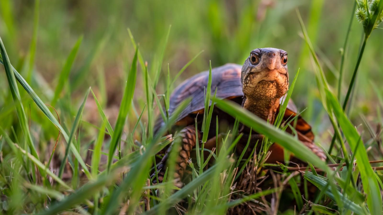 A box turtle stares at the viewer, seen from a low angle close to the ground in a lawn.