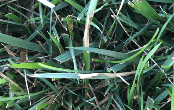 Blotches of pale, dead tissue surrounded by a dark border on several blades of turfgrass in a lawn.