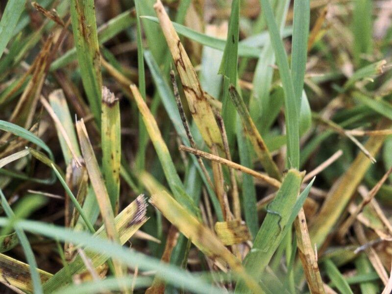 Pale brown lesions with dark brown edges on tall fescue grass blades infected with brown patch..
