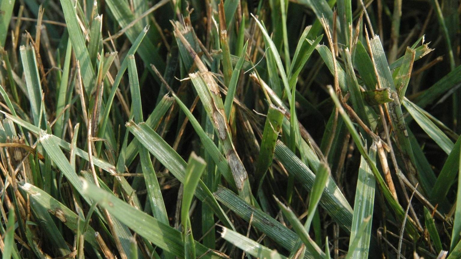 Close-up of pale brown, blotchy disease lesions on turfgrass leaf blades.