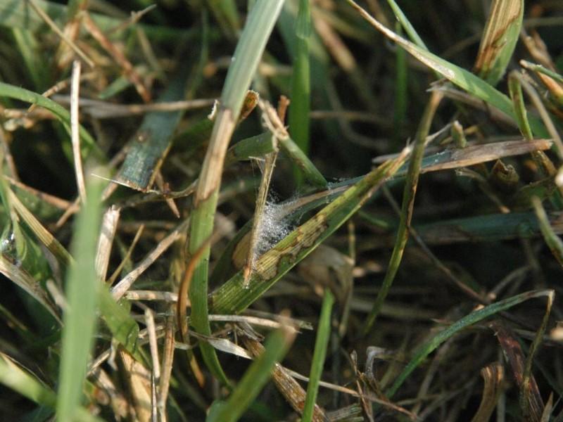 Spider web-like white mycelium growing between grass blades infected with brown patch. The blades show blotchy pale brown lesions.