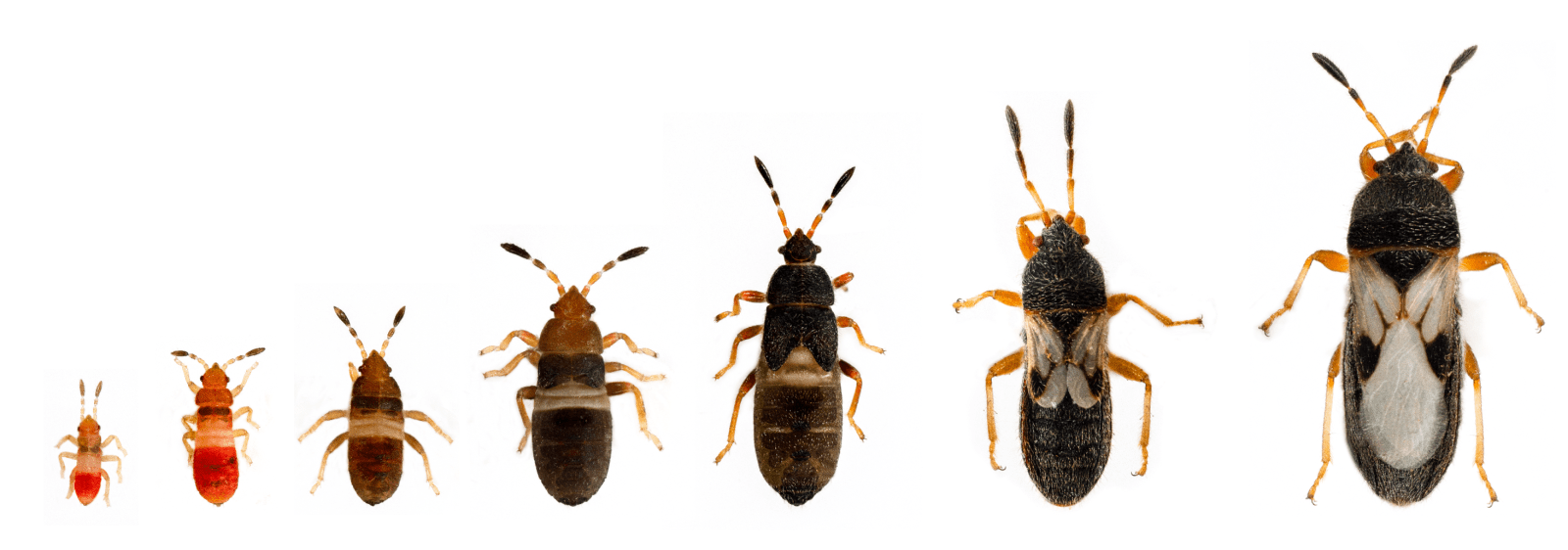 Individuals representing each of the life stages of a chinch bug, arranged in order or maturity.