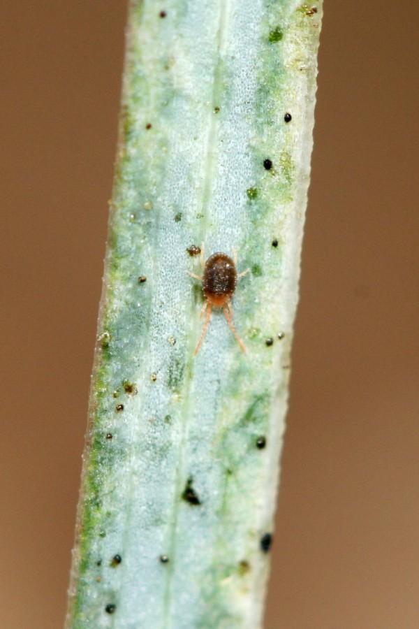 Magnified view of a clover mite with a dark body and red-orange legs, walking on a heavily-damaged, silvery grass blade.