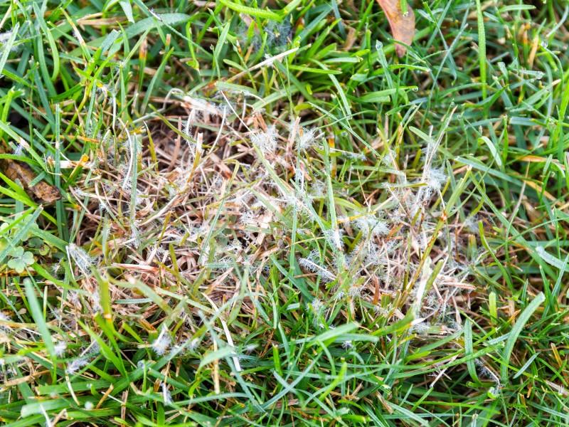 Tufts of white fungal threads emerging from turfgrass blades infected with dollar spot. The infected grass forms a pale patch in the surrounding green grass.