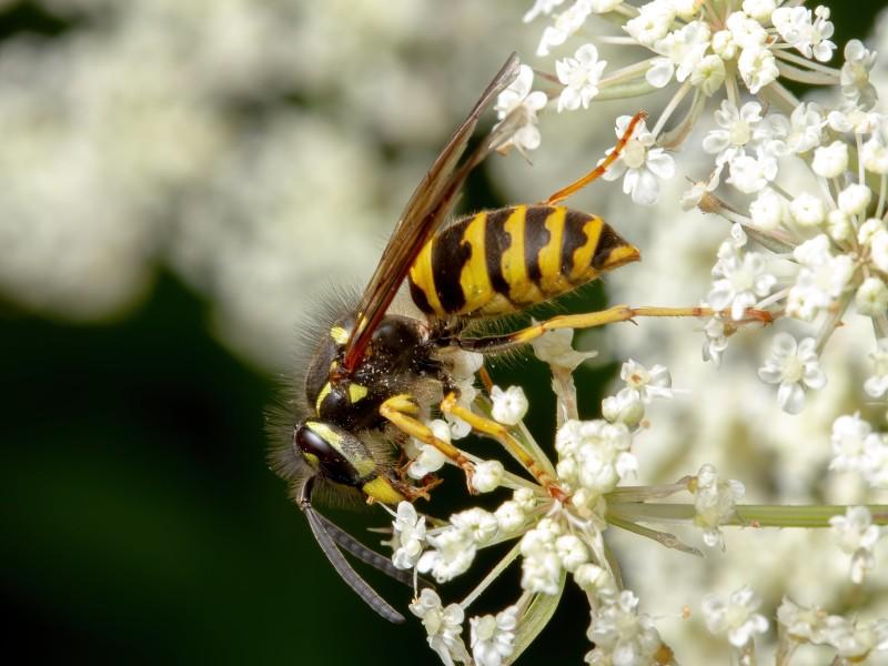 A yellow and black-patterned wasp visiting a cluster of white flowers.