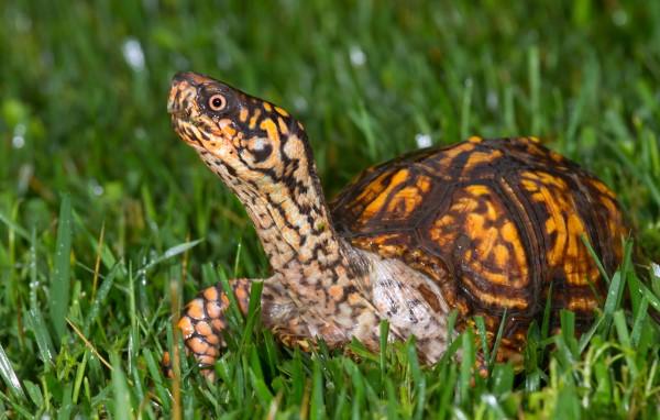 A box turtle in a lawn stretches its neck to look out over a the grass.