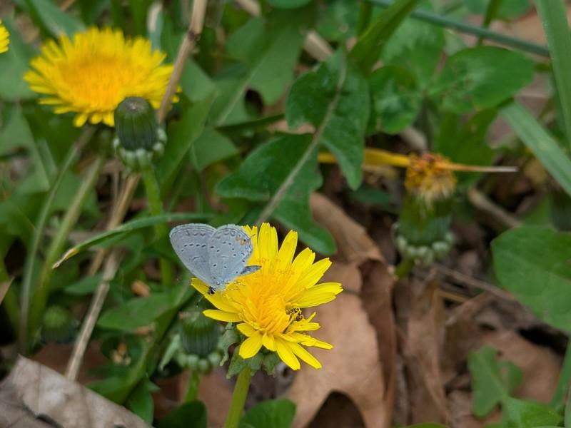Small silvery-gray butterfly drinking nectar on a yellow dandelion flower.