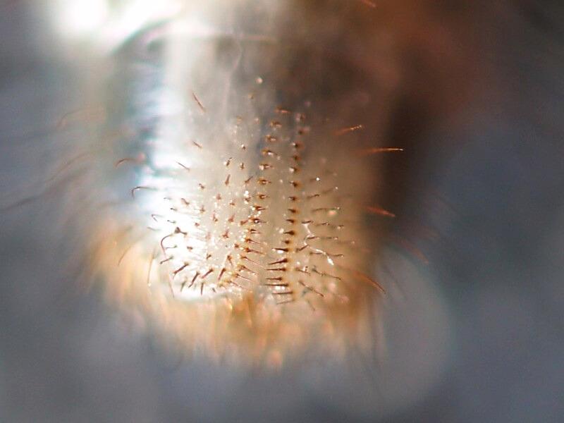 Magnified view of the pattern of tiny brownish bristles on the rear end of a beetle grub. Some bristles are in distinct rows while others look scattered.