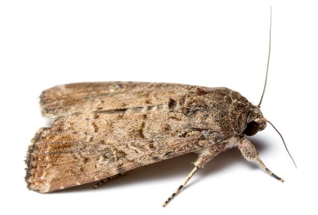 A brown moth resting with wings held over its back. The wings have intricate light and dark brown markings.