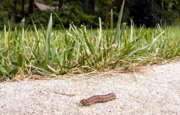 A brown-striped caterpillar walks on pavement next to the edge of a lawn.