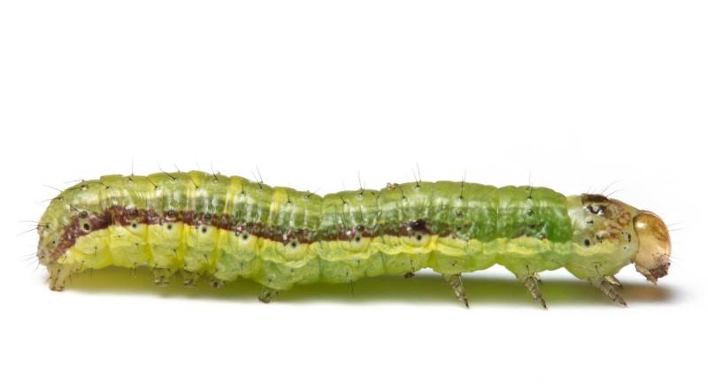 A nearly-hairless green caterpillar with yellowish and brown stripes on its sides and a pale brown head.
