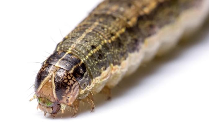 Close-up of the head of a brown caterpillar with light and dark stripes on its sides. The brownish head is distinctly marked with a thin line in an upside-down Y pattern.