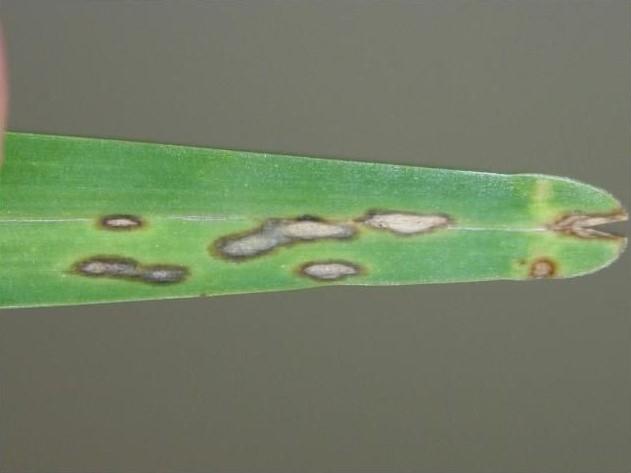 Close-up of a grass blade tip infected with gray leaf spot. The centers of the small dark-bordered lesions are gray.