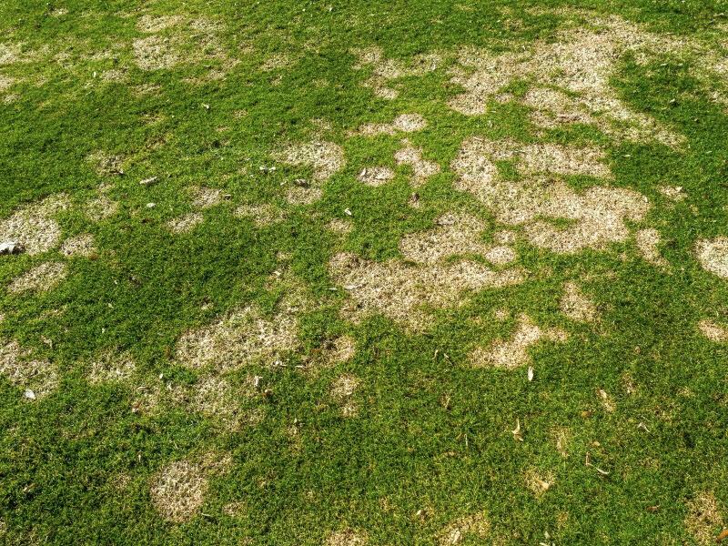 Lawn with many scattered pale circular patches of dead grass.