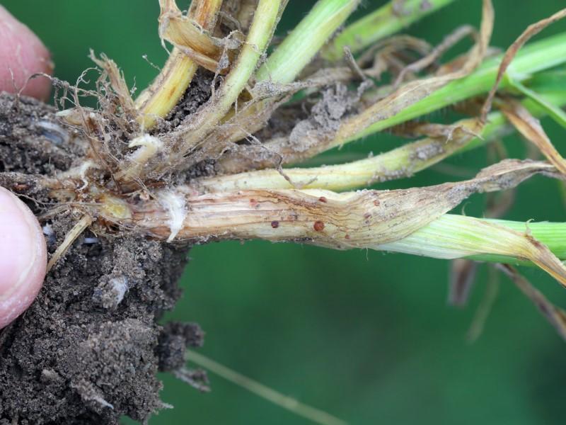 Close-up of the base of an individual turfgrass plant that has several small round reddish-brown fungal sclerotia stuck to it.