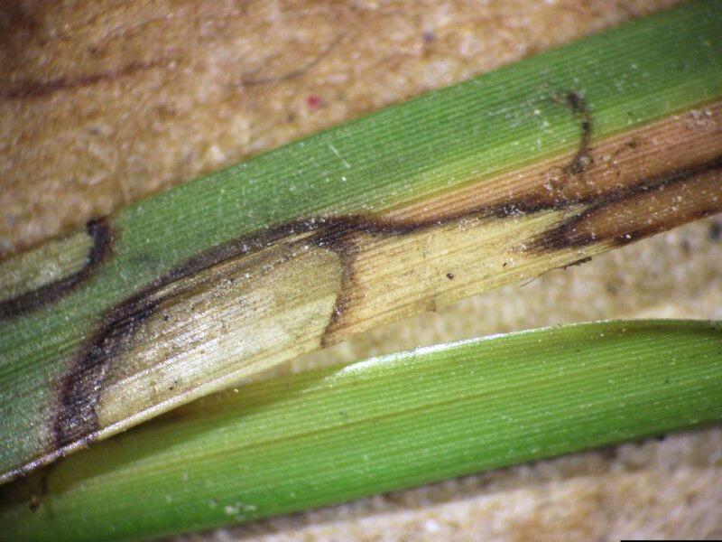 Close-up of a large patch lesion on a zoysia grass blade. The pale brown lesion has dark edges.