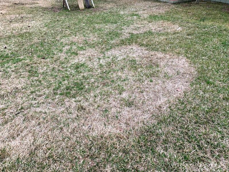 Large diffuse patch of brown dying turf in a zoysia lawn.