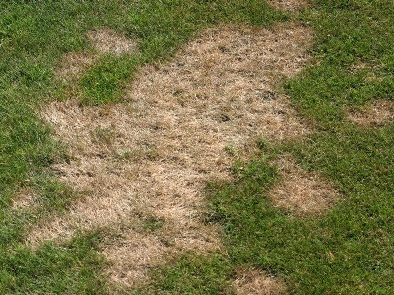 Large irregularly-shaped patch of pale brown turfgrass that died due to a root rot infection.