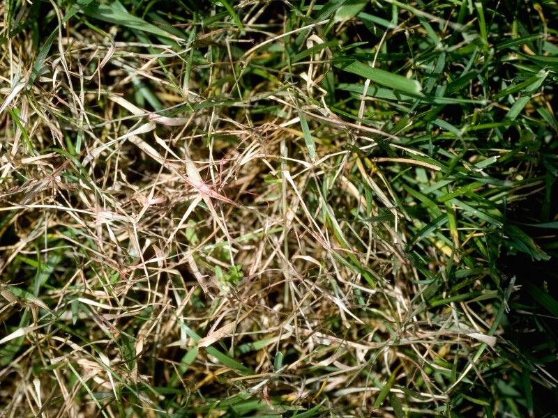 Patch of brown dying grass with thready pink fungal growth due to a red thread infection.