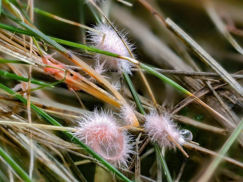 Close-up of pink threadlike tufts of fungal growth emerging from dead turfgrass blades infected by red thread.