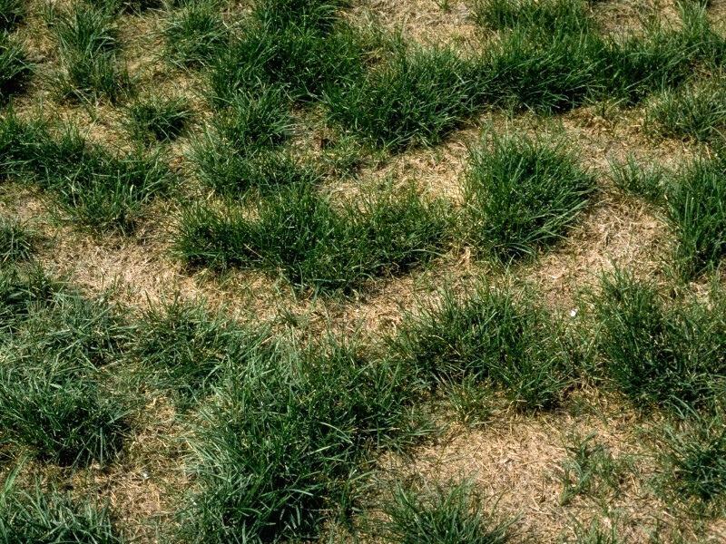 Tufts of dark green healthy grass amid patches of nearly-bare, brown areas of lawn.