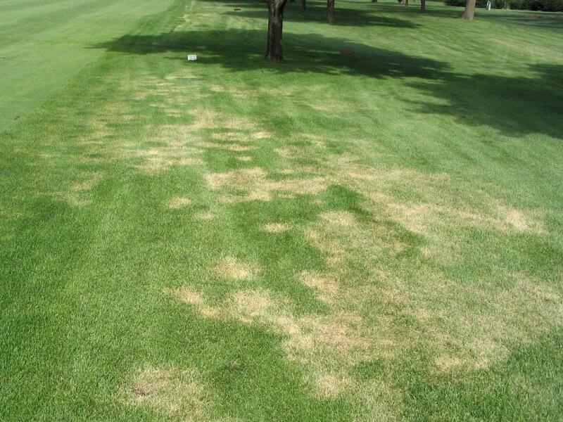Scattered, roughly circular, overlapping patches of pale brown, sparse turf amid a short-cut green lawn.